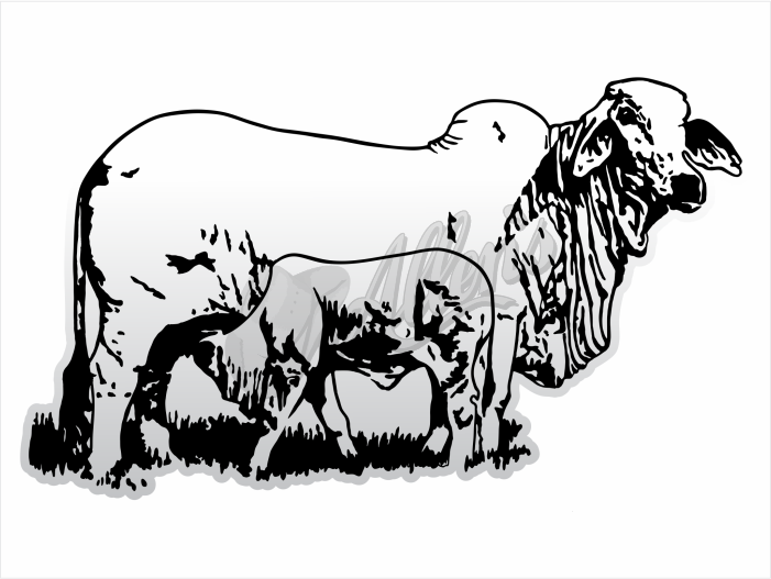 Brahman Cow & Calf Sticker (Pair)