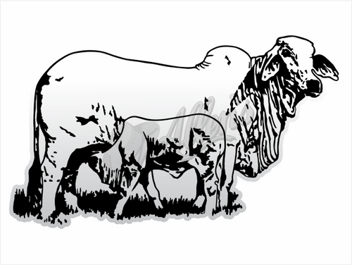 Brahman Cow & Calf Sticker (Pair)